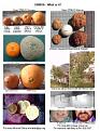 Click image for larger version

Name:	ormus.jpg
Views:	56
Size:	14.0 KB
ID:	445994