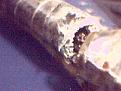 Click image for larger version

Name:	whitecoatingcopper2.jpg
Views:	51
Size:	16.3 KB
ID:	447260