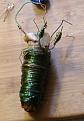 Click image for larger version

Name:	coil3with2inductors.JPG
Views:	23
Size:	46.3 KB
ID:	449124