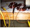 Click image for larger version

Name:	close up of coils.jpg
Views:	70
Size:	194.2 KB
ID:	450494