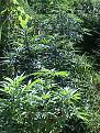 Click image for larger version

Name:	WPG AND POT.jpg
Views:	18
Size:	135.6 KB
ID:	451260