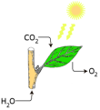 Click image for larger version

Name:	Photosynthesis.png
Views:	29
Size:	20.8 KB
ID:	458052