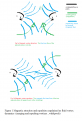 Click image for larger version

Name:	Magnetic atraction and repulsion expalained as fluid vortex dynamics  (merging and repulsing vor.png
Views:	100
Size:	88.2 KB
ID:	461886