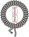 Click image for larger version

Name:	Induction Coil Motor.jpg
Views:	49
Size:	14.0 KB
ID:	463962